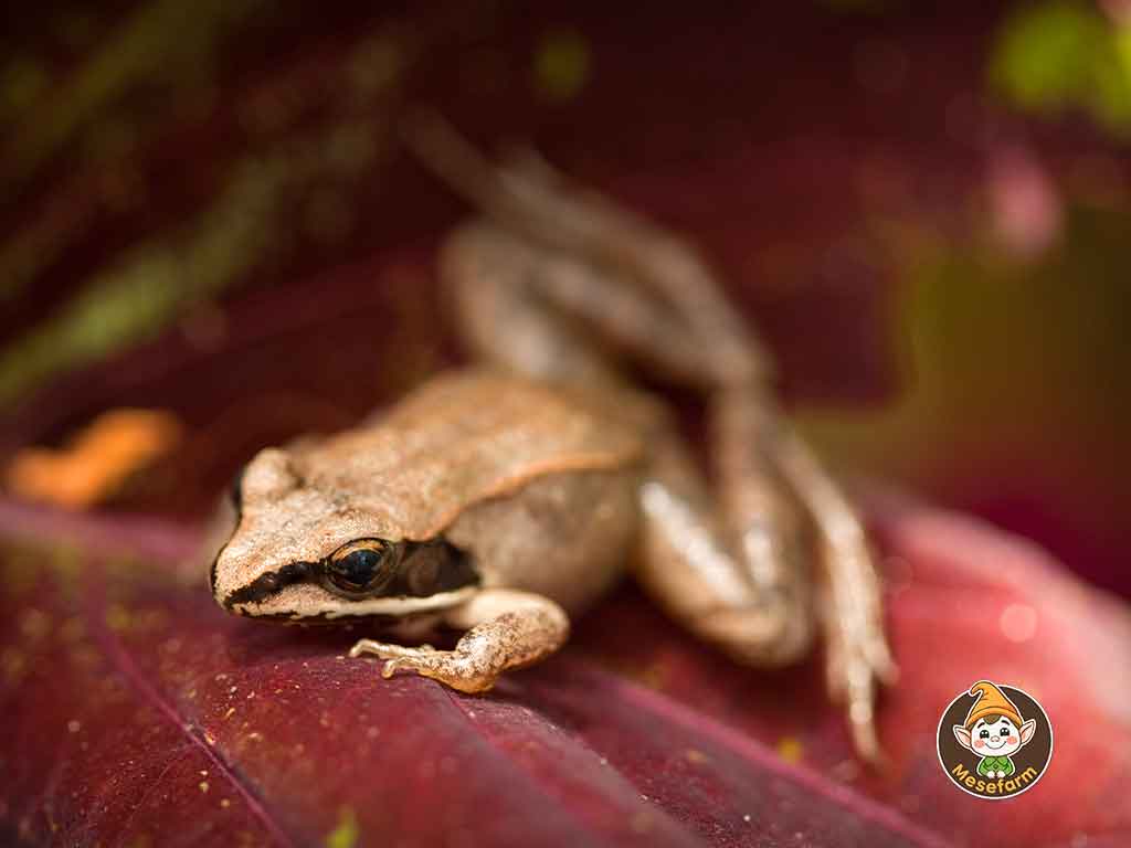 Rana sylvatica egy lev&eacute;len
