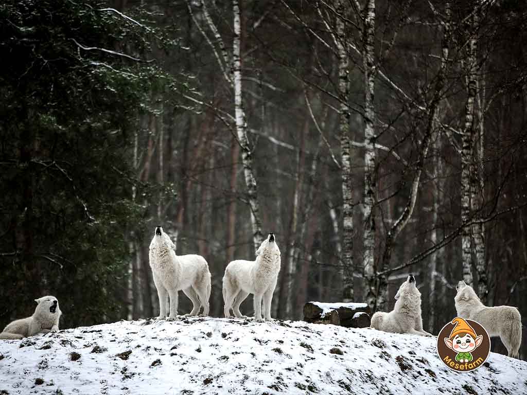 Farkasok t&eacute;len egy dombon az erdőben